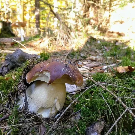 Laziste V Posazavi Pertoltice (Kutna Hora)